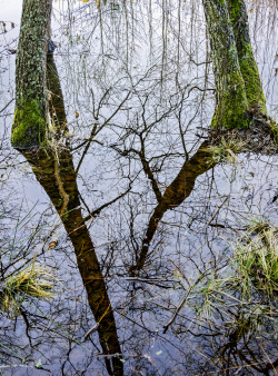 Water mirror with trees, Sweden