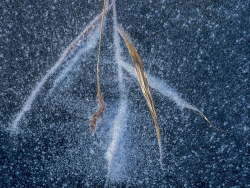Ice with frozen grass, Sweden