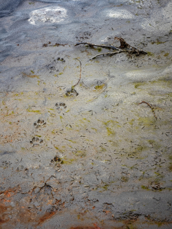 Traces of lynx in a riverbed, Sweden