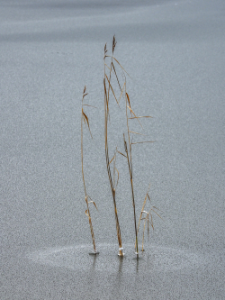 Weed in ice, Sweden