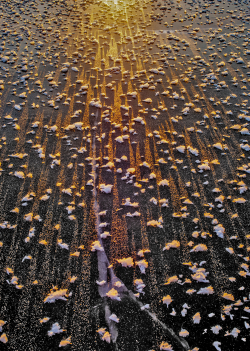 Snow crystals on ice, Sweden