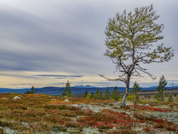 From Smolet towards Rendalssølen, Dalarna