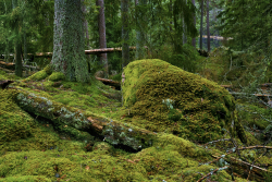 Norra Kvill