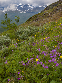 Abisko