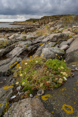 Kosterhavet