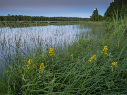 Åsnen