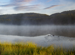 Björnlandet