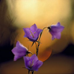 Pech-leaved bellflower, Sweden
