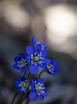 Common hepatica, Sweden