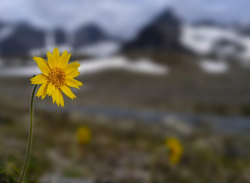 Arctic arnica, Sweden