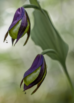 Lady-slips orchid, Sweden
