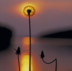 Dandelion, Sweden
