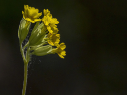 Common cowslip, Sweden