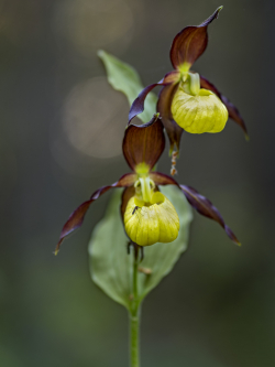 Lady-slips orchid, Sweden