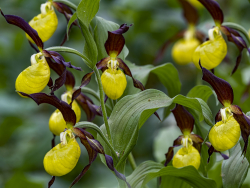 Lady-slips orchid, Sweden