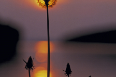Dandelion, Sweden
