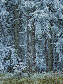 Spruce, Sweden