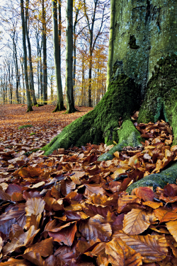 Beech, Skåne