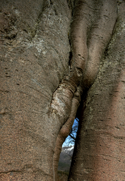 Beech, Corsica