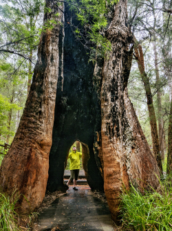 Karri, Western Australia