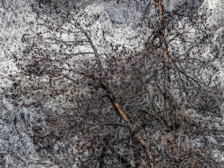 Dead pine, Mallorca