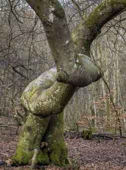 Beech, Sweden