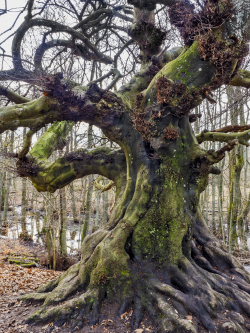Beech, Sweden
