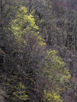 Spring In beech forest, Skåne