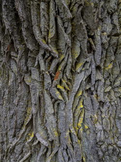 Oak trunk, Sweden