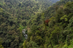 Eastern Himalayan broadleaf forest, Sikkim
