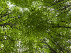 Beech, Skåne