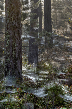 Pine forest, Sweden