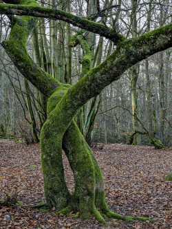 Beech, Skåne