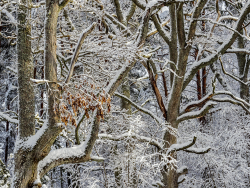 Oak, Sweden
