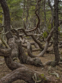 Worming pine, Öland