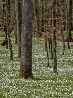 Beech forest with wood anemone, Skåne