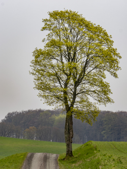 Maple. Skåne