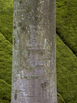 Beech trunk, Skåne