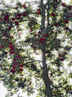 Rowan, Sweden
