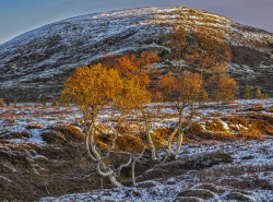 Mountain birch, Dalarna