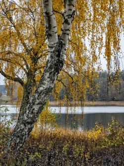 Warty birch, Sweden