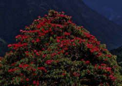 Rhododendron, Sikkim