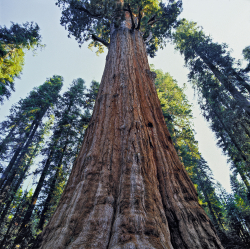 Sequoia, California