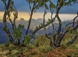 Tree heath, Simien, Ethiopia