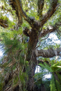 Northern rata, New Zealand