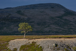 Mountain birch, Sweden