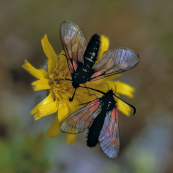Mountain burnet, Sweden