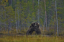Brown bear, Finland