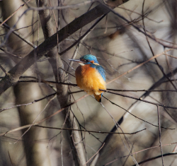 Common kingfisher, Sweden