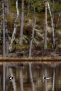 Read-throated loon, Sweden